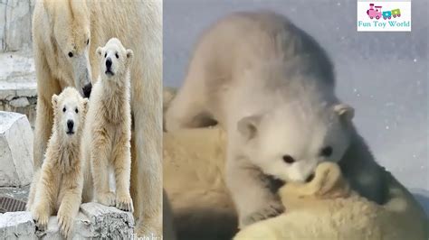 kutup ayısı kaç derecede yaşar